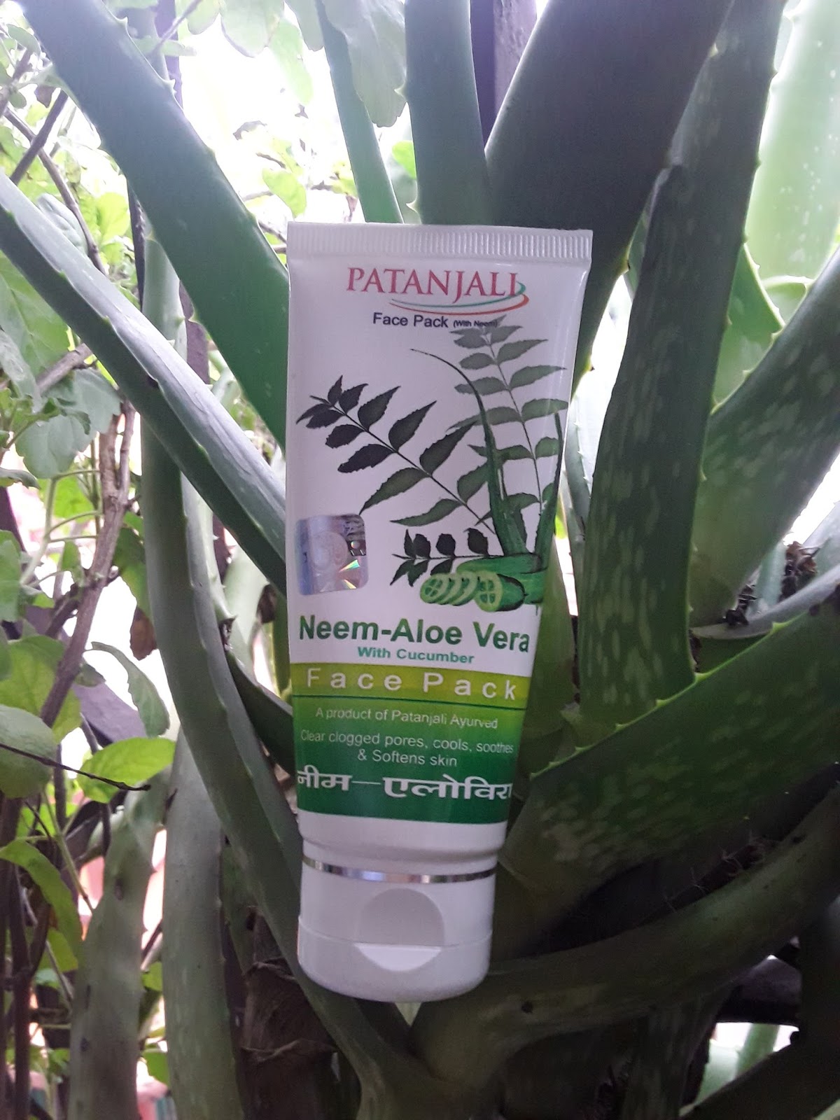 aloe vera plant on face review