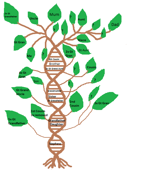 family tree dna mtdna review